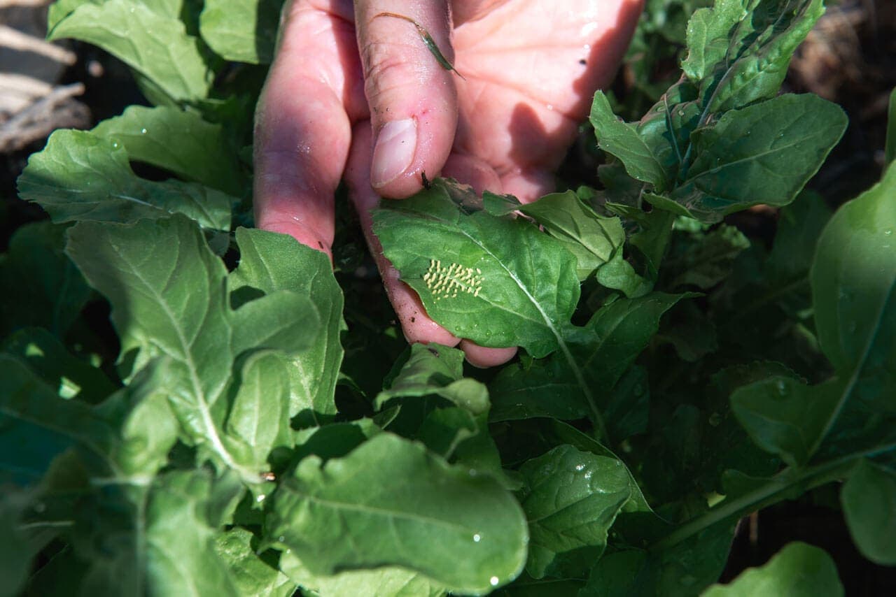 A imagem traz uma safra de rúculas, ainda na terra, prontas para serem colhidas. Entre as folhas verdes e úmidas, uma mão exibe, delicadamente, pequenas larvas de cor amarela.